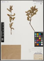 Foto von Salix appendiculata Vill. x Salix purpurea L.